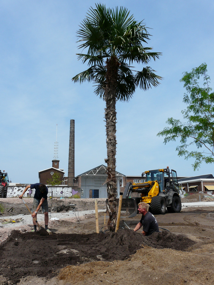 Eerste palmboom in Amersfoort